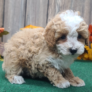 Poodle Puppy Benny