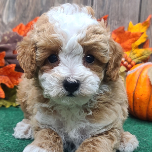 Poodle Puppy Benny