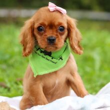 Cavalier King Charles Spaniel Puppy Arabelle