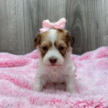 Havanese Puppy Vera