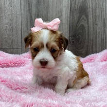 Havanese Puppy Vera