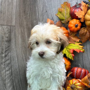 Havanese Puppy Vera