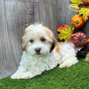Havanese Puppy Vera
