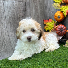 Havanese Puppy Vera