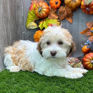Havanese Puppy Vera