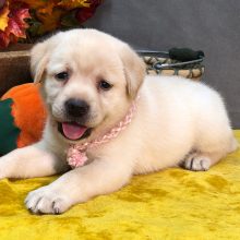 Labrador Retriever Puppy Sunset