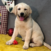 Labrador Retriever Puppy Sunset