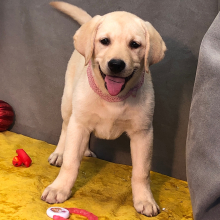 Labrador Retriever Puppy Sunset