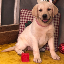 Labrador Retriever Puppy Sunset