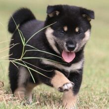 Shiba Inu Puppy Enjoy