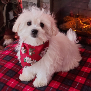 Maltipoo Puppy Pocco