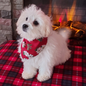 Maltipoo Puppy Pocco
