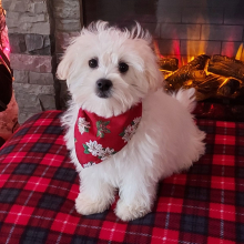 Maltipoo Puppy Pocco