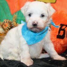 Maltese Puppy Loralye