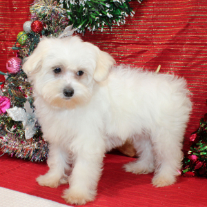 Maltese Puppy Loralye