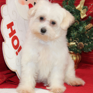 Maltese Puppy Loralye
