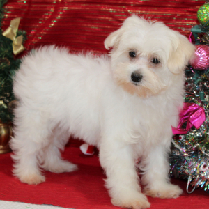 Maltese Puppy Loralye
