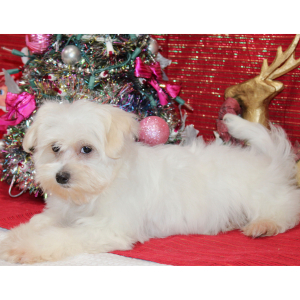 Maltese Puppy Loralye
