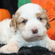 Cocker Spaniel Puppy Lonna