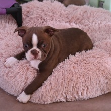 Boston Terrier Puppy Bexley
