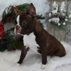 Boston Terrier Puppy Bexley