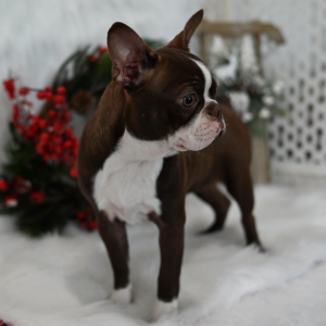 Boston Terrier Puppy Bexley