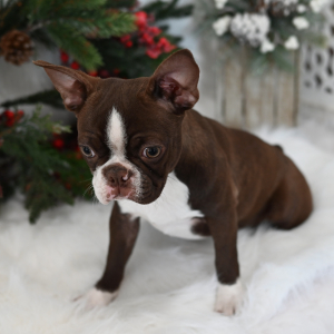 Boston Terrier Puppy Bexley
