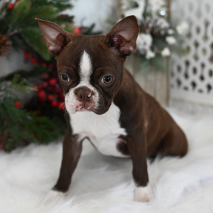 Boston Terrier Puppy Bexley
