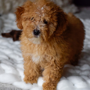 Bernedoodle Puppy Fern
