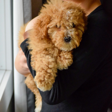 Bernedoodle Puppy Fern