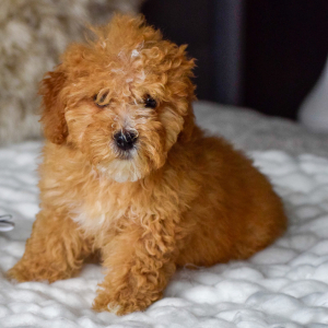 Bernedoodle Puppy Fern