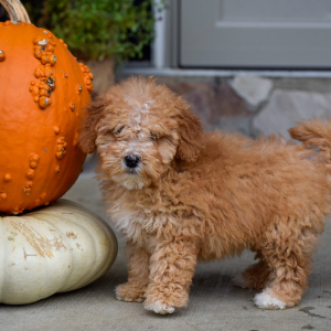 Bernedoodle Puppy Fern