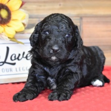 Labradoodle Puppy Dash