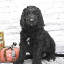 Labradoodle Puppy Dash