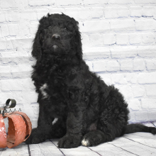Labradoodle Puppy Dash