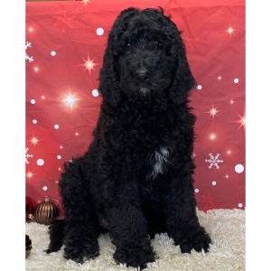 Labradoodle Puppy Dash