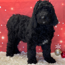 Labradoodle Puppy Dash