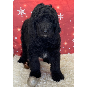 Labradoodle Puppy Dash