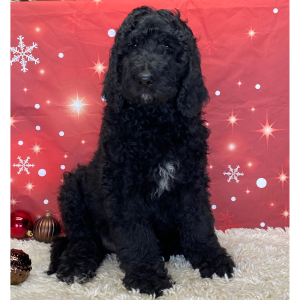 Labradoodle Puppy Dash