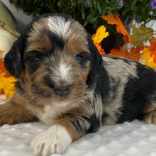 Goldendoodle Puppy Winny