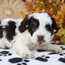 Cockapoo Puppy Buttons