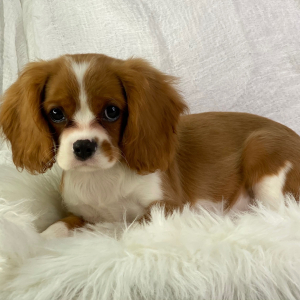Cavalier King Charles Spaniel Puppy Rolex