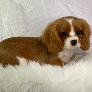 Cavalier King Charles Spaniel Puppy Rolex