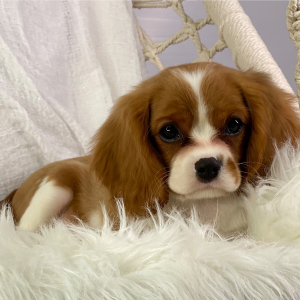 Cavalier King Charles Spaniel Puppy Rolex
