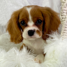 Cavalier King Charles Spaniel Puppy Rolex