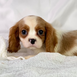 Cavalier King Charles Spaniel Puppy Rick