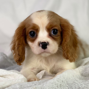 Cavalier King Charles Spaniel Puppy Rick