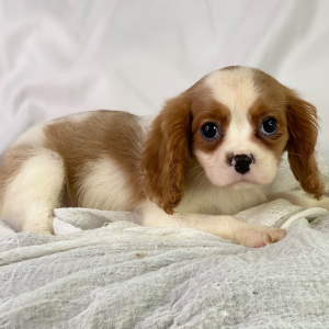 Cavalier King Charles Spaniel Puppy Rick