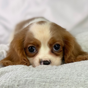 Cavalier King Charles Spaniel Puppy Rick
