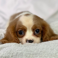 Cavalier King Charles Spaniel Puppy Rick